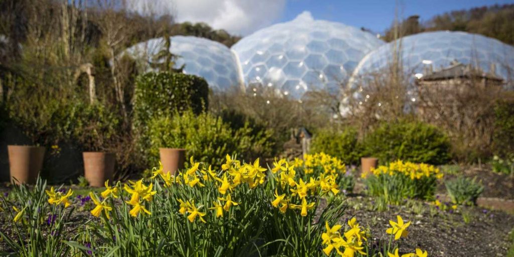daffodils-eden-project