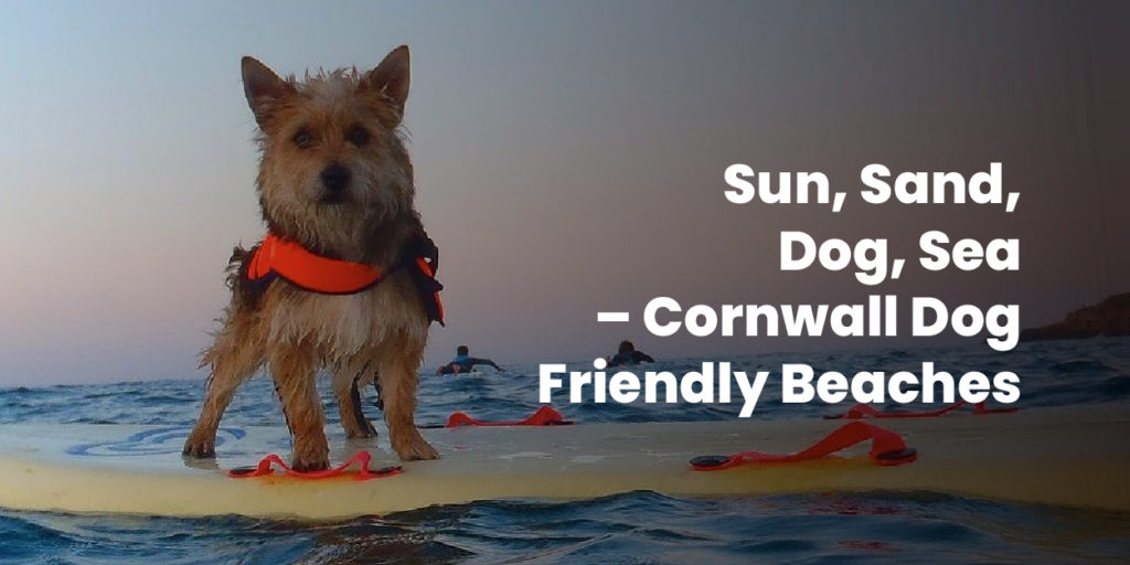 Sun, Sand, Dog, Sea – Cornwall Dog Friendly Beaches